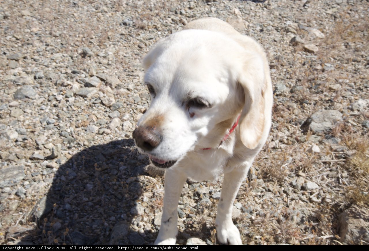 Rocky Pup