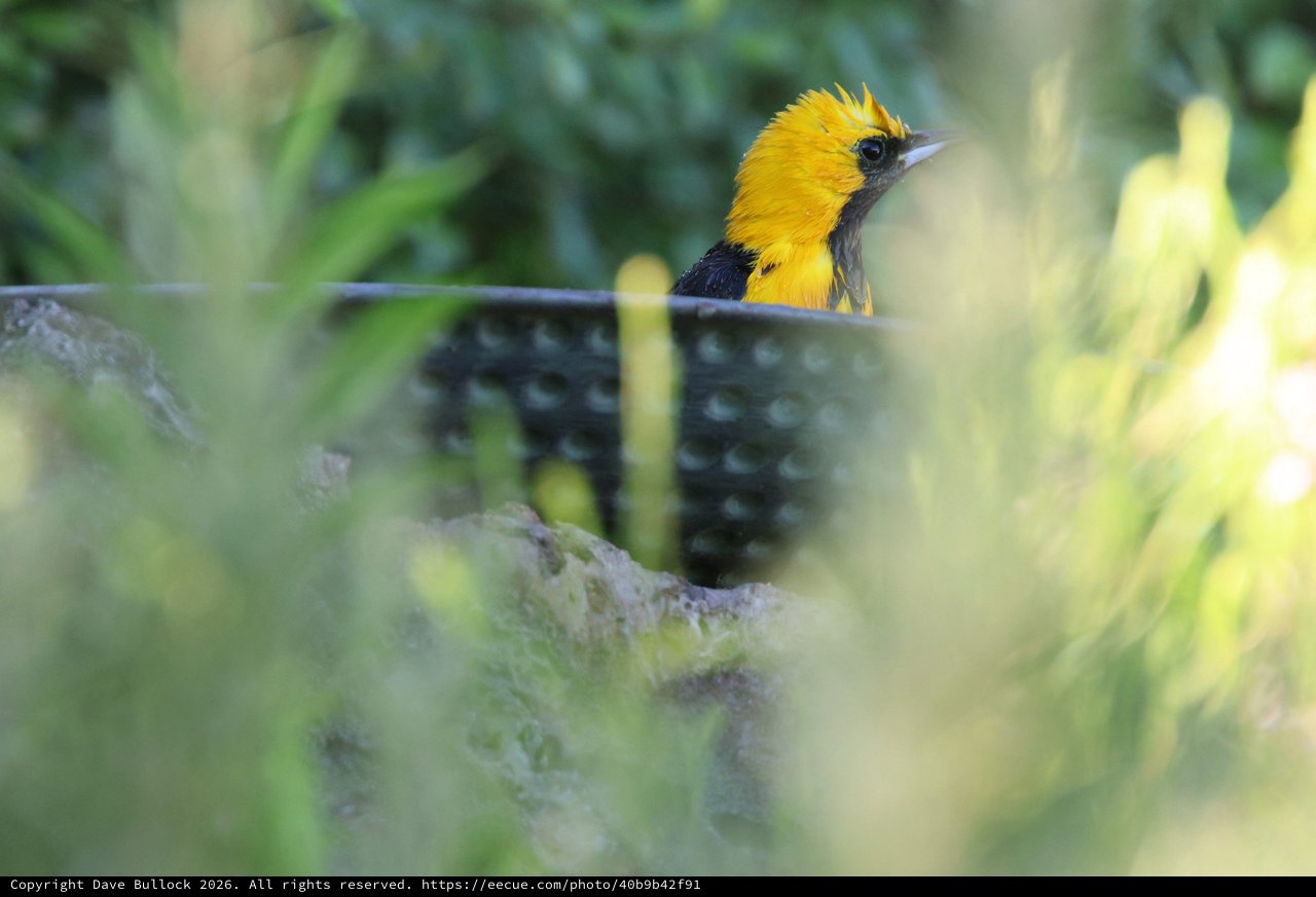 Hooded Oriole Partially Concealed by Foliage