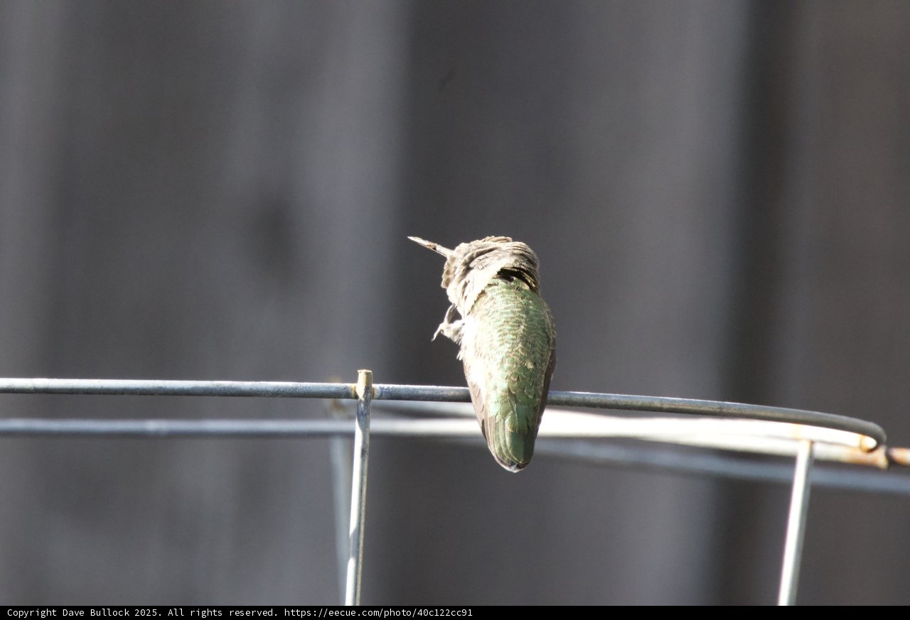 Perched in Serenity