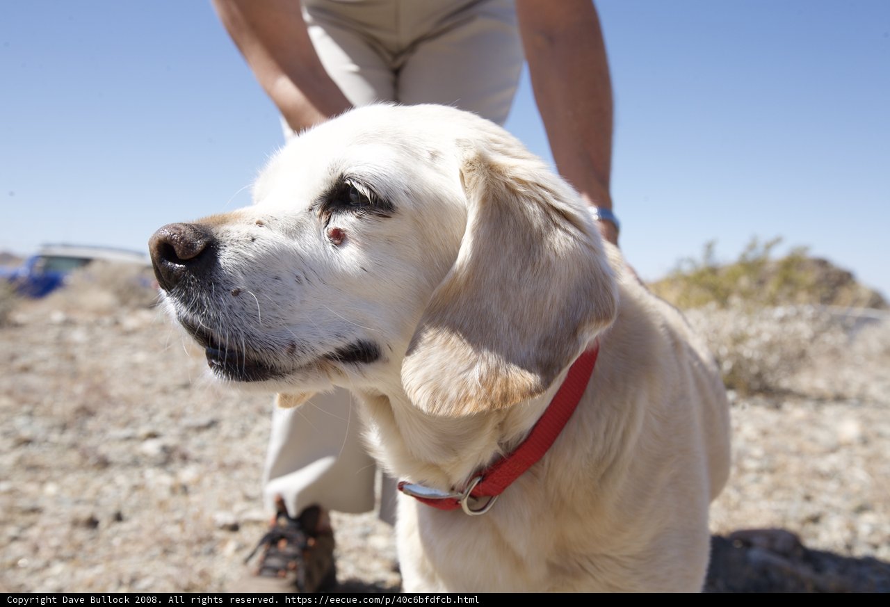 Rocky Adventure with Furry Friend
