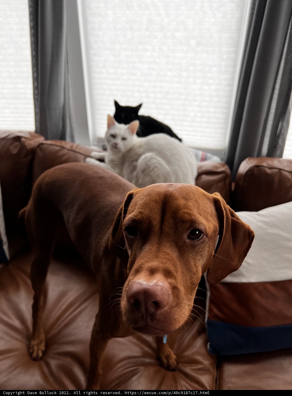 Furry Friends on the Couch
