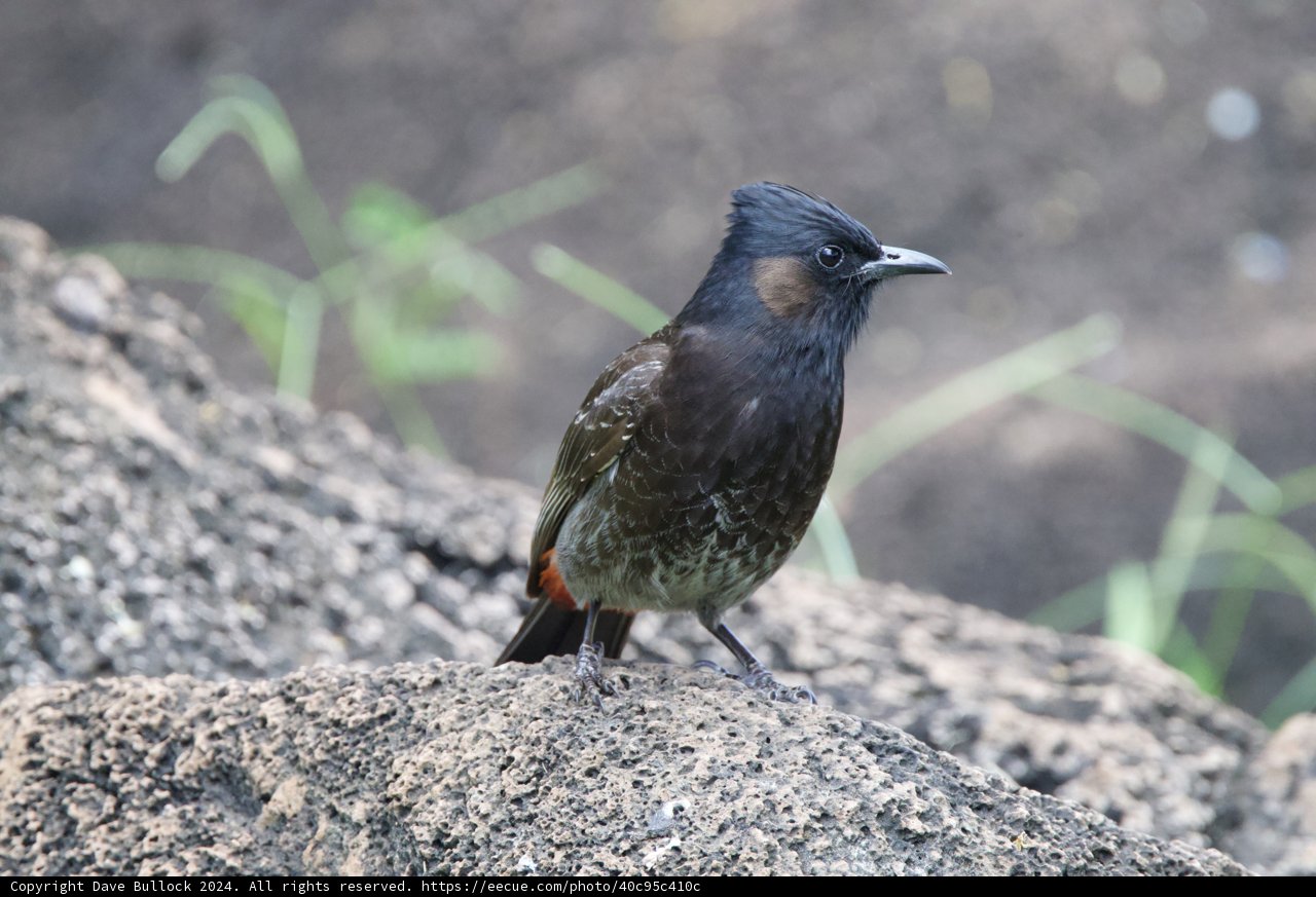 Regal Perch: A Finch at Honolulu Zoo