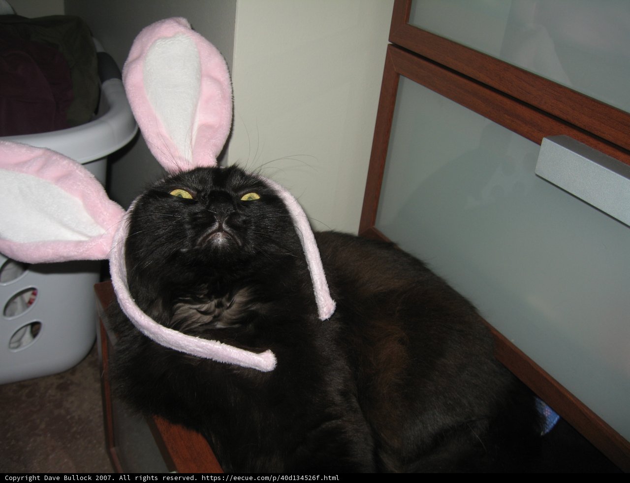Bunny Ears on a Black Cat