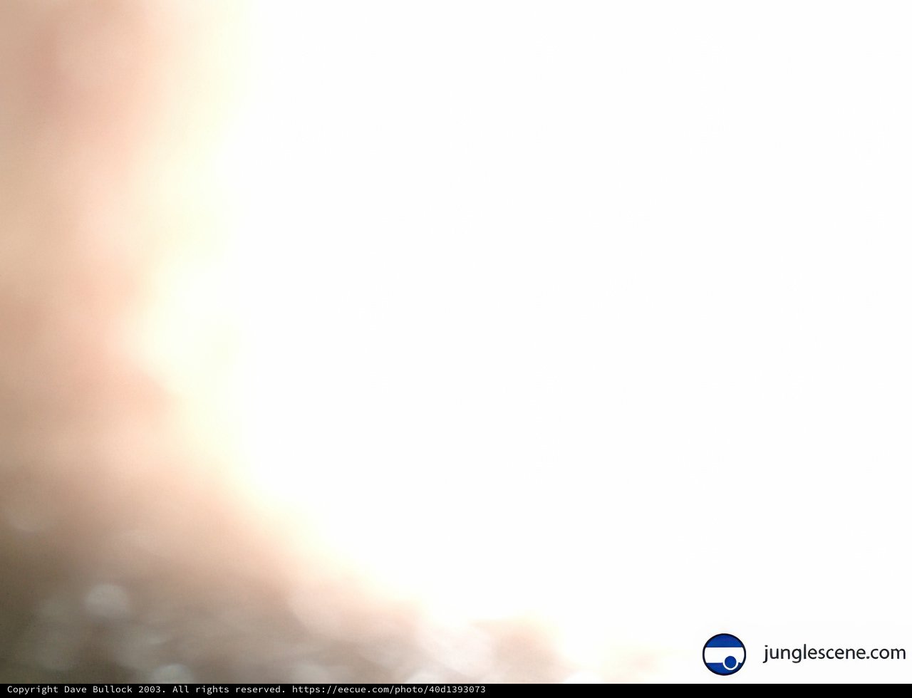 Blurred Figure in Sunlight