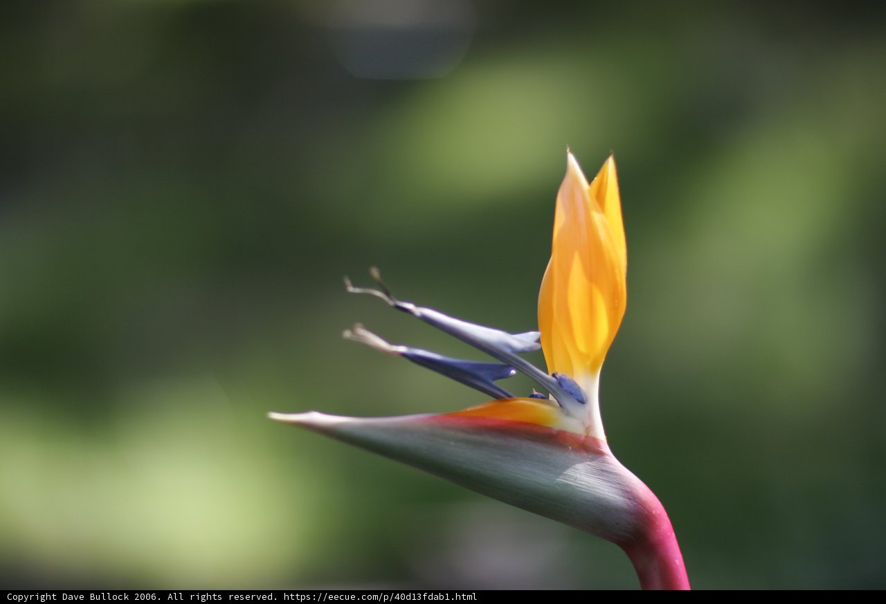 Bird of Paradise Beauty