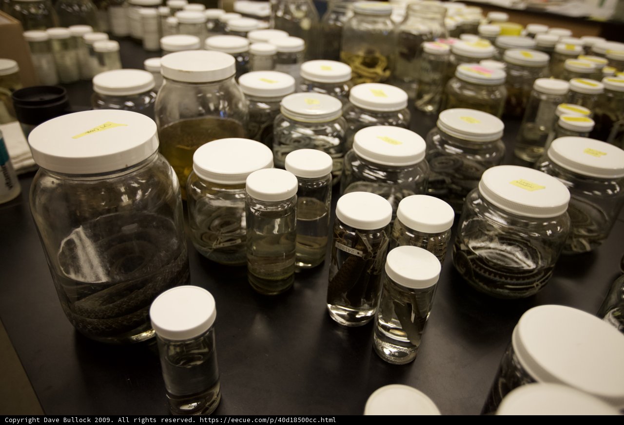 The Collection of Jars