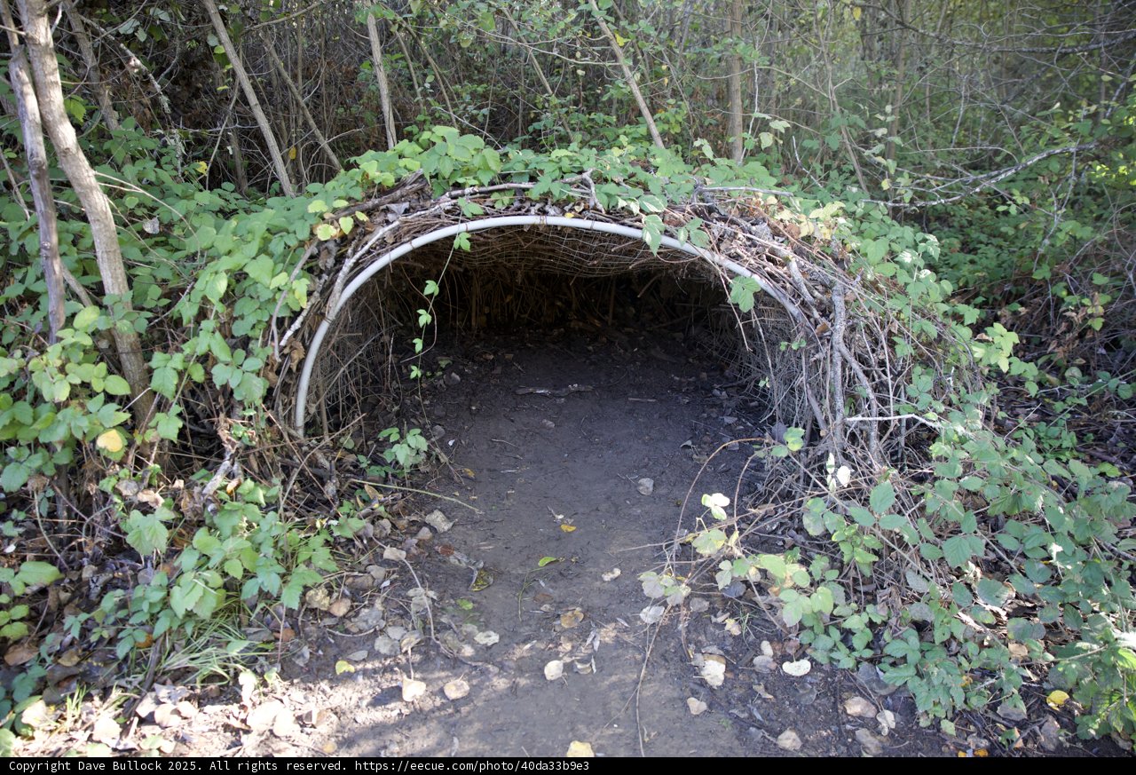 Nature’s Secret Shelter