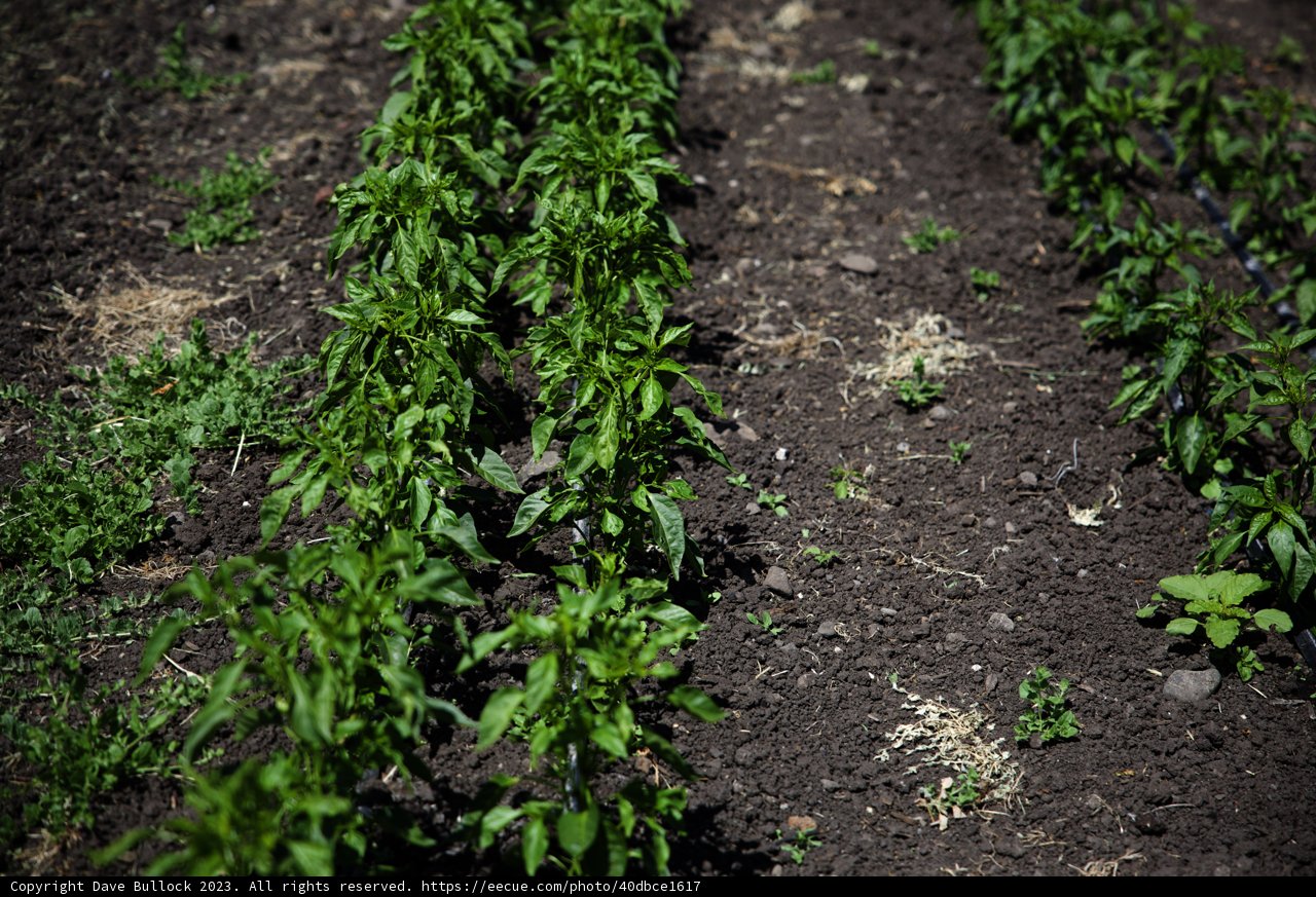 Thriving Herbs in Regenerative Agriculture