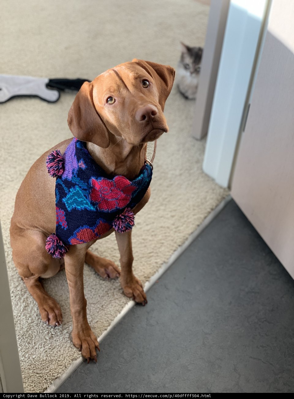 Colorful Canine Accessory