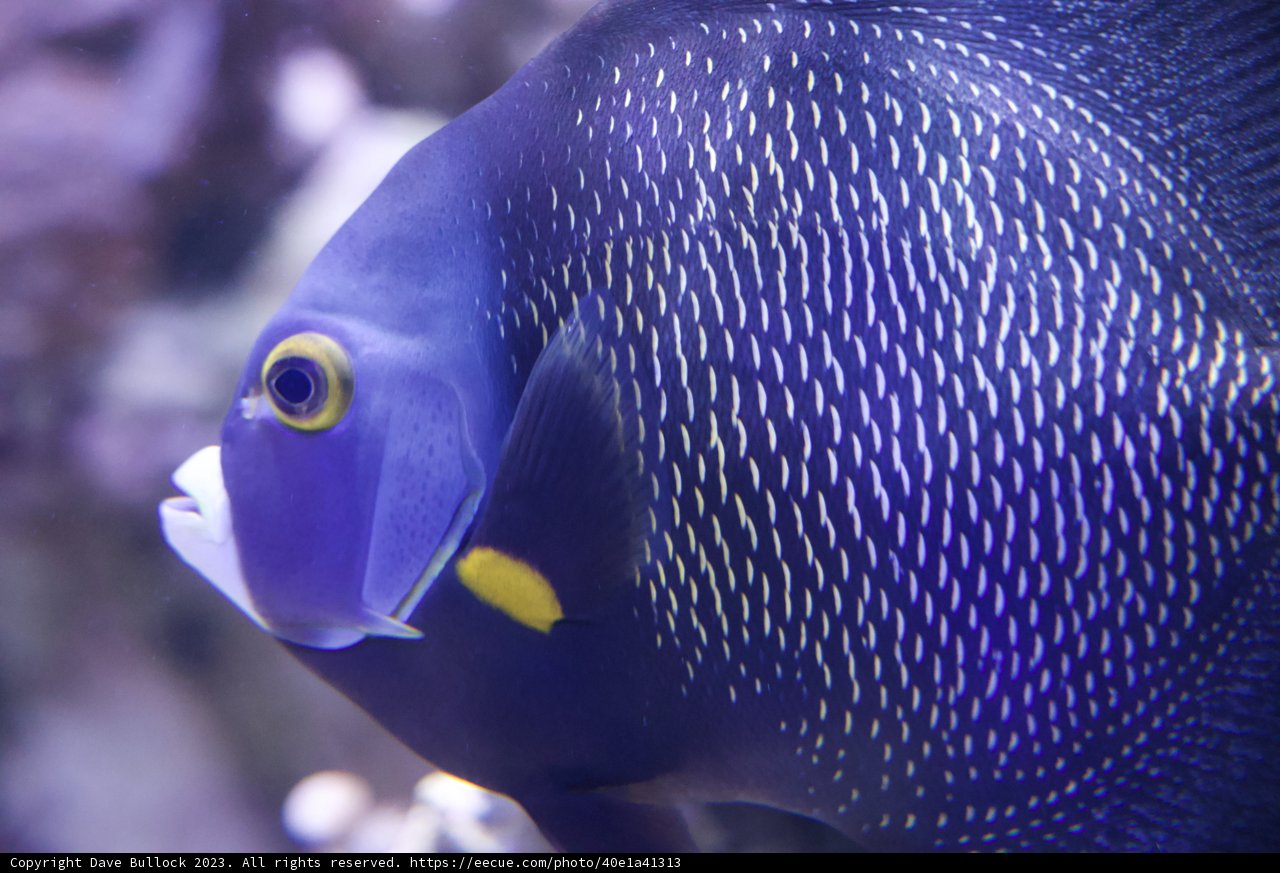 Radiant Reef Rendezvous: The Blue and Yellow Angelfish