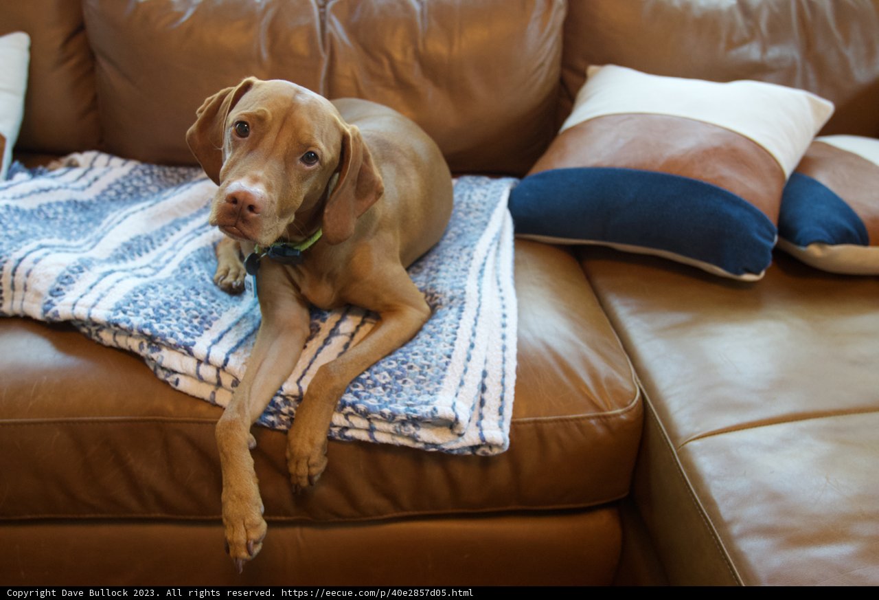 Puppy Paws on Pillows