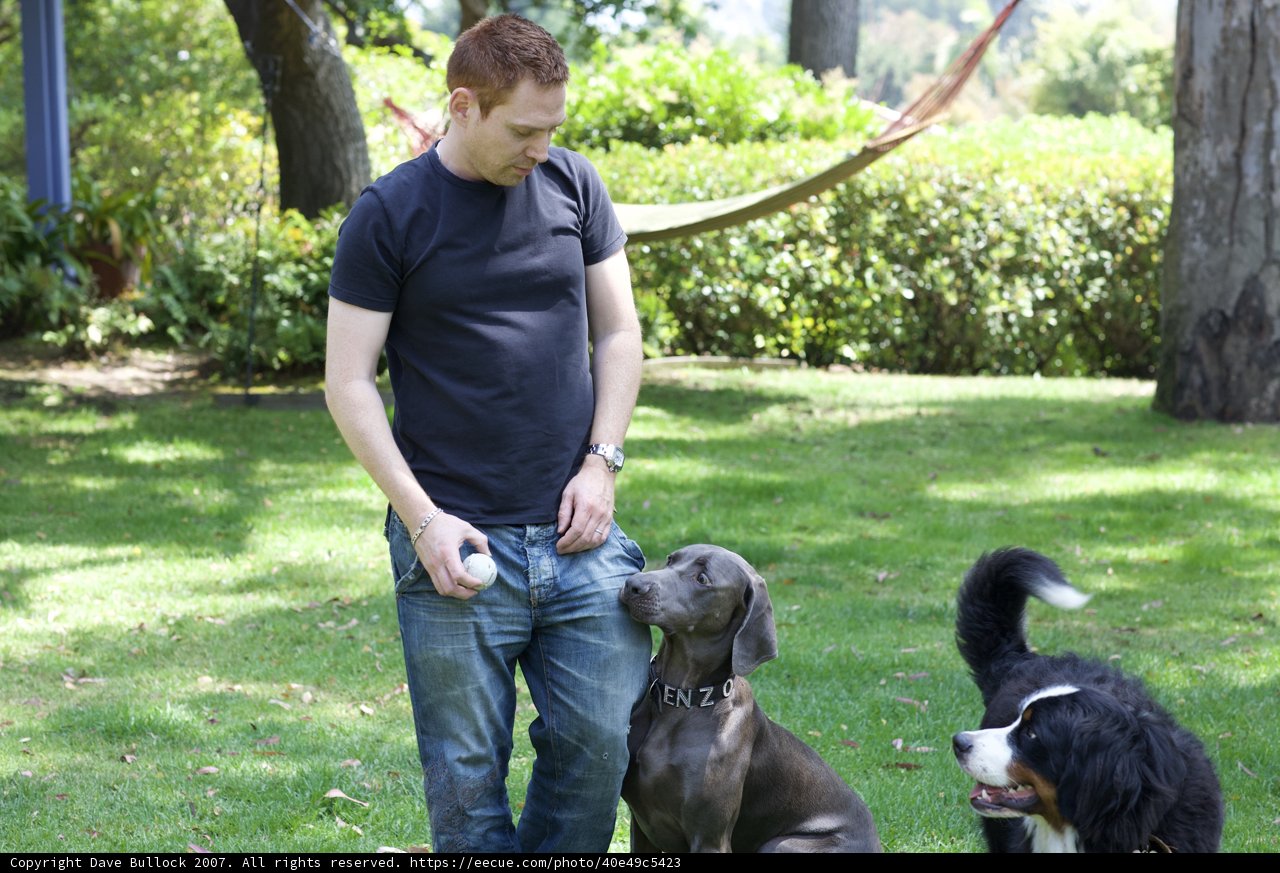 Man and His Two Canine Companions in the Grass