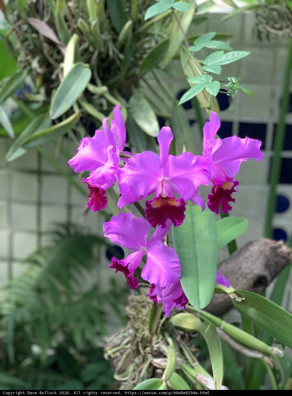 Majestic Purple Orchids in the Garden