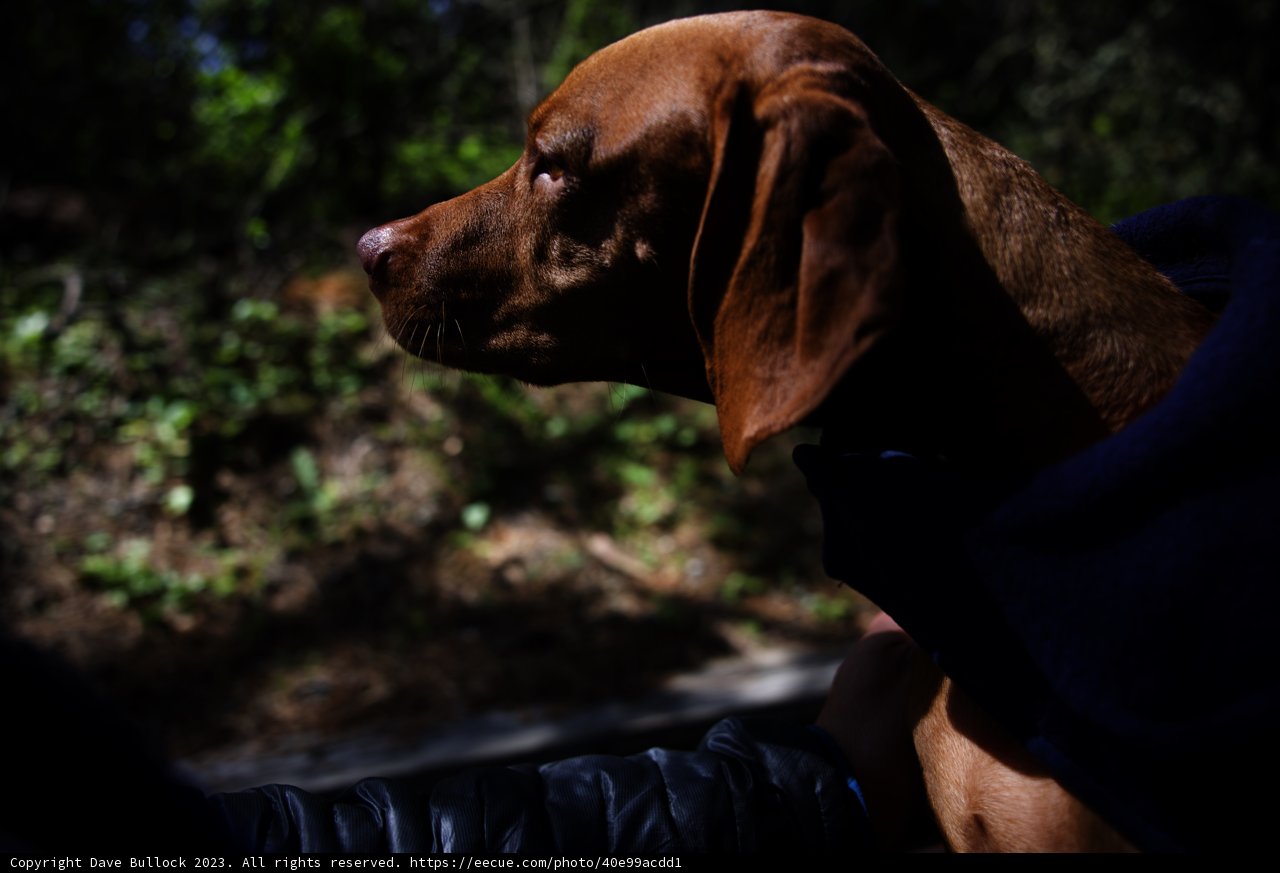 Canine Companion: A Cozy Park Adventure