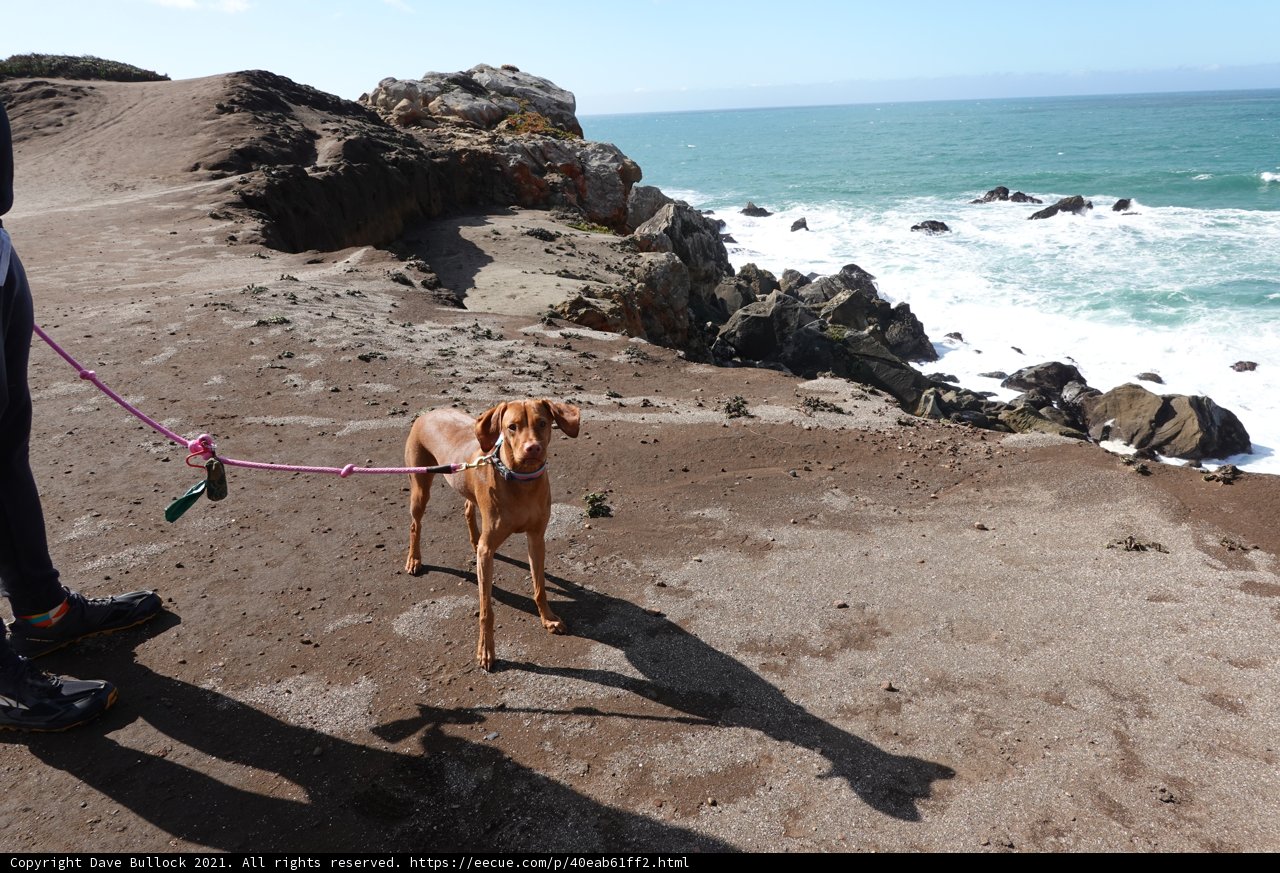 Beach Walk with the Pup