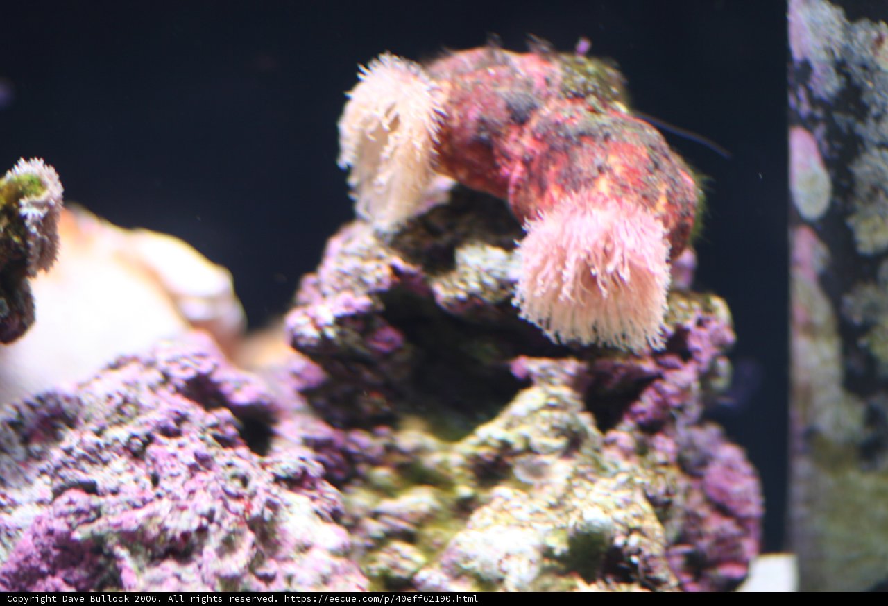 Magnificent Sea Anemone on a Rocky Coralscape