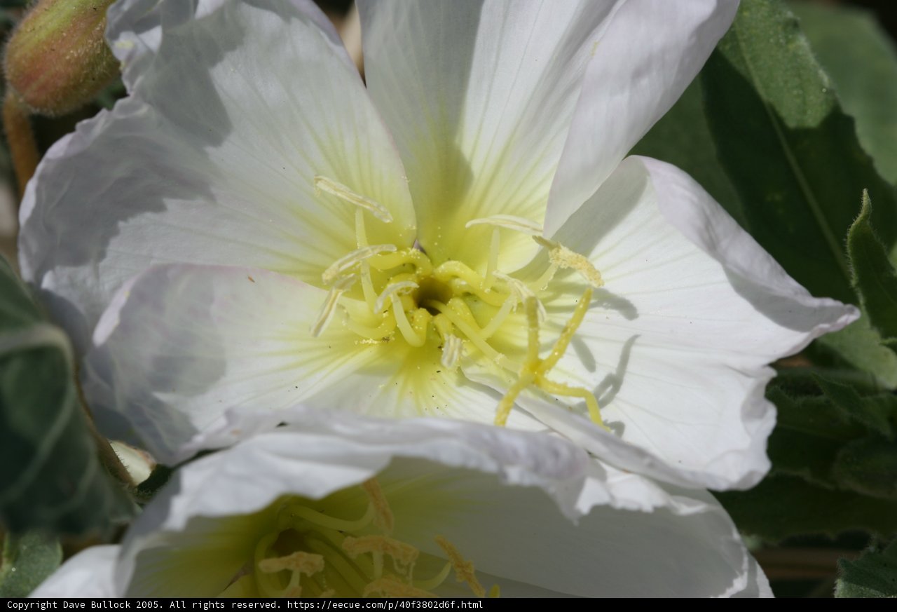 A Stunning Close-Up of a White Flower with Vibrant Yellow Stamens