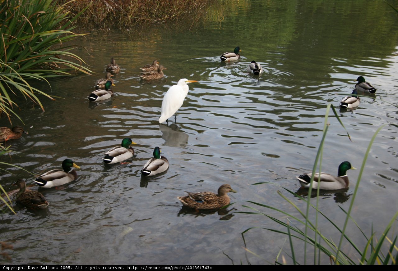 Flock of Waterfowl in a Serene Pond