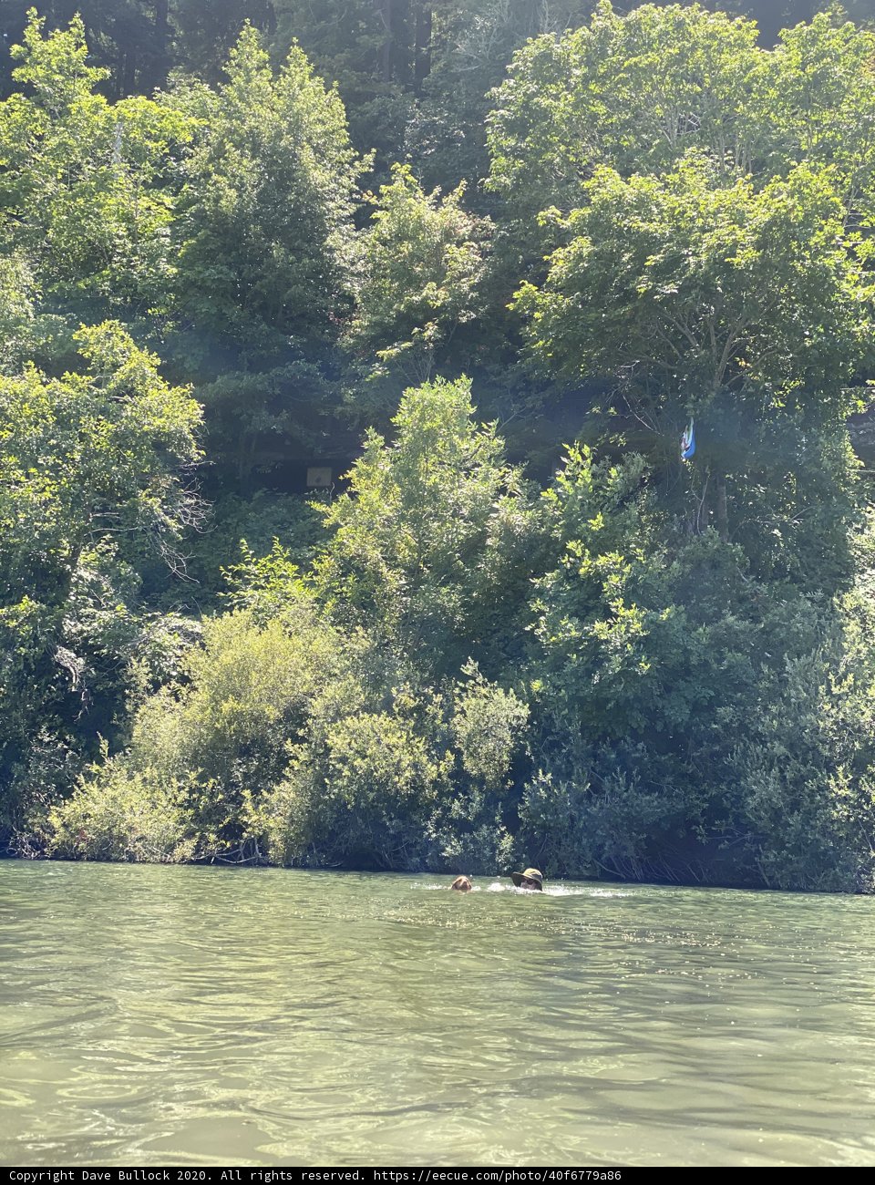 Boating in the Forest