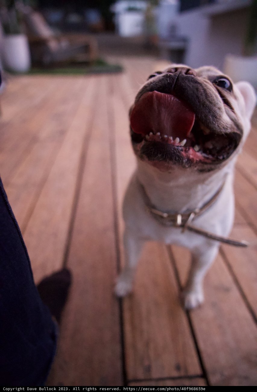 Majestic Bulldog on a Wooden Deck - LA Trip 2023