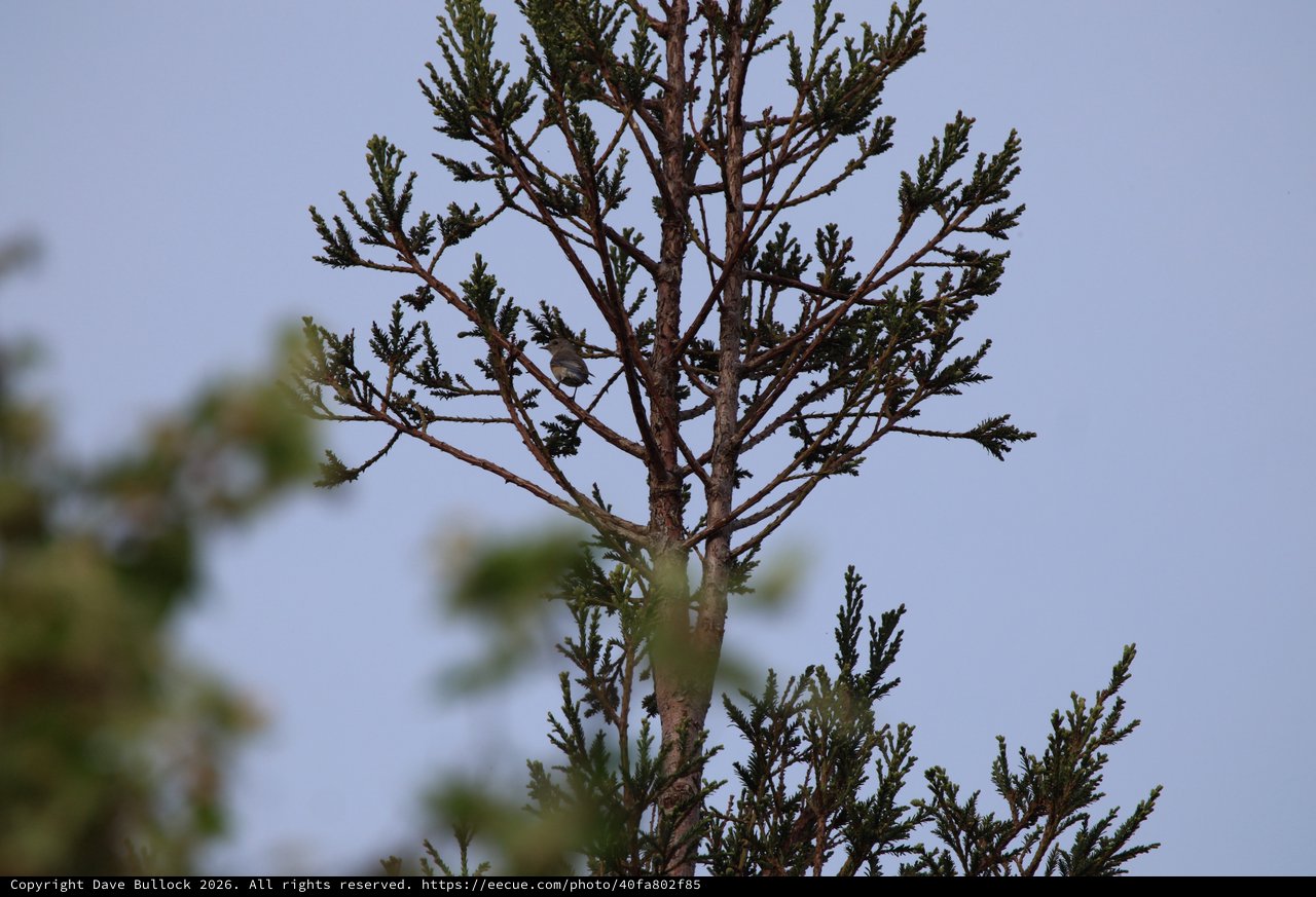 Small Bird Perched in Sparse Conifer Tree