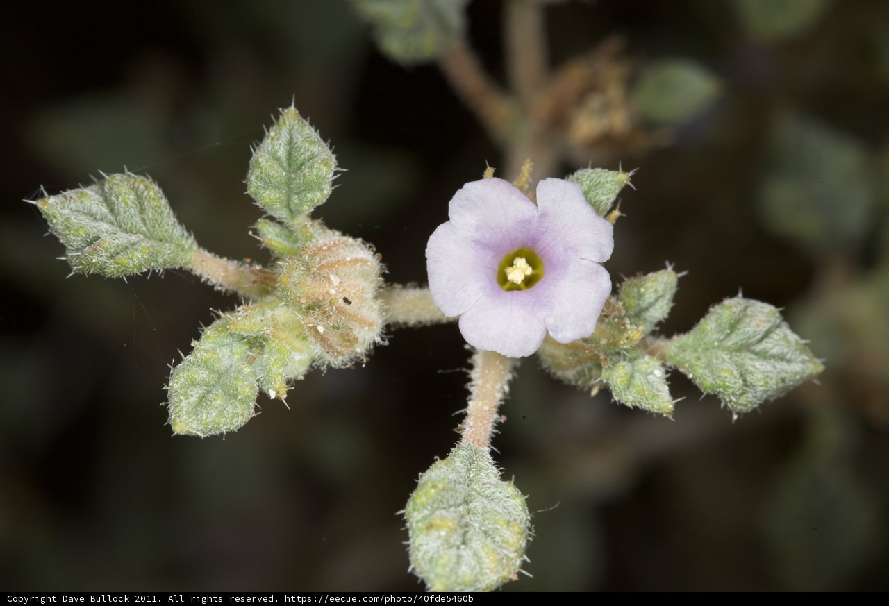 Purple Geranium Blossom