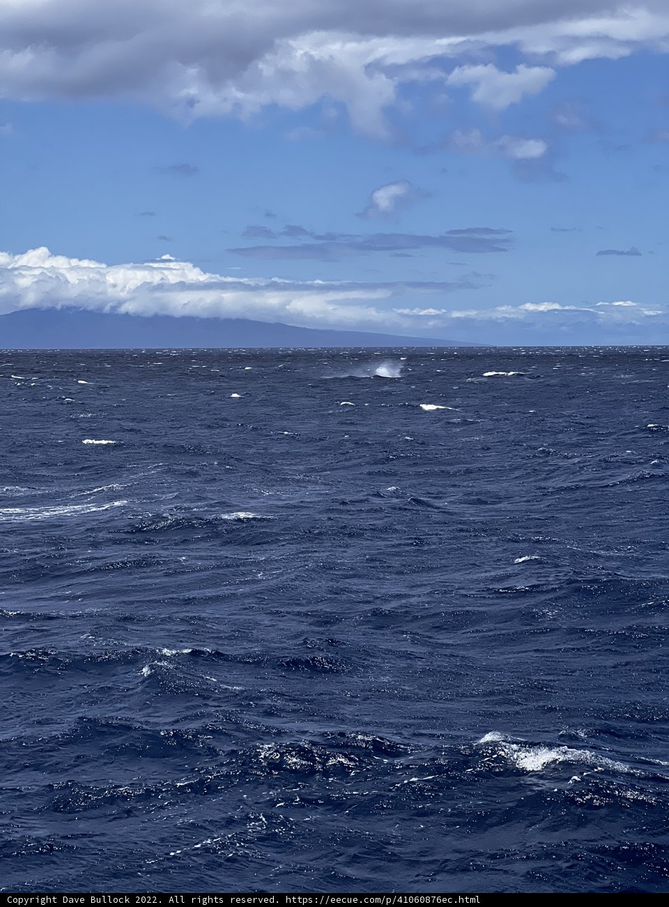 Majestic Whale Swimming among Clouds