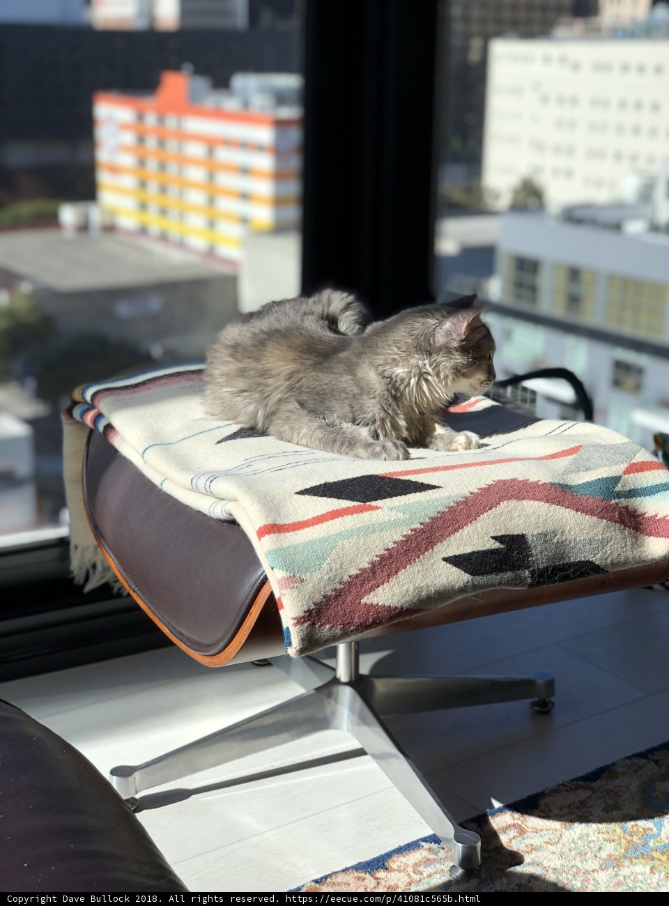 Cozy Cat Nap