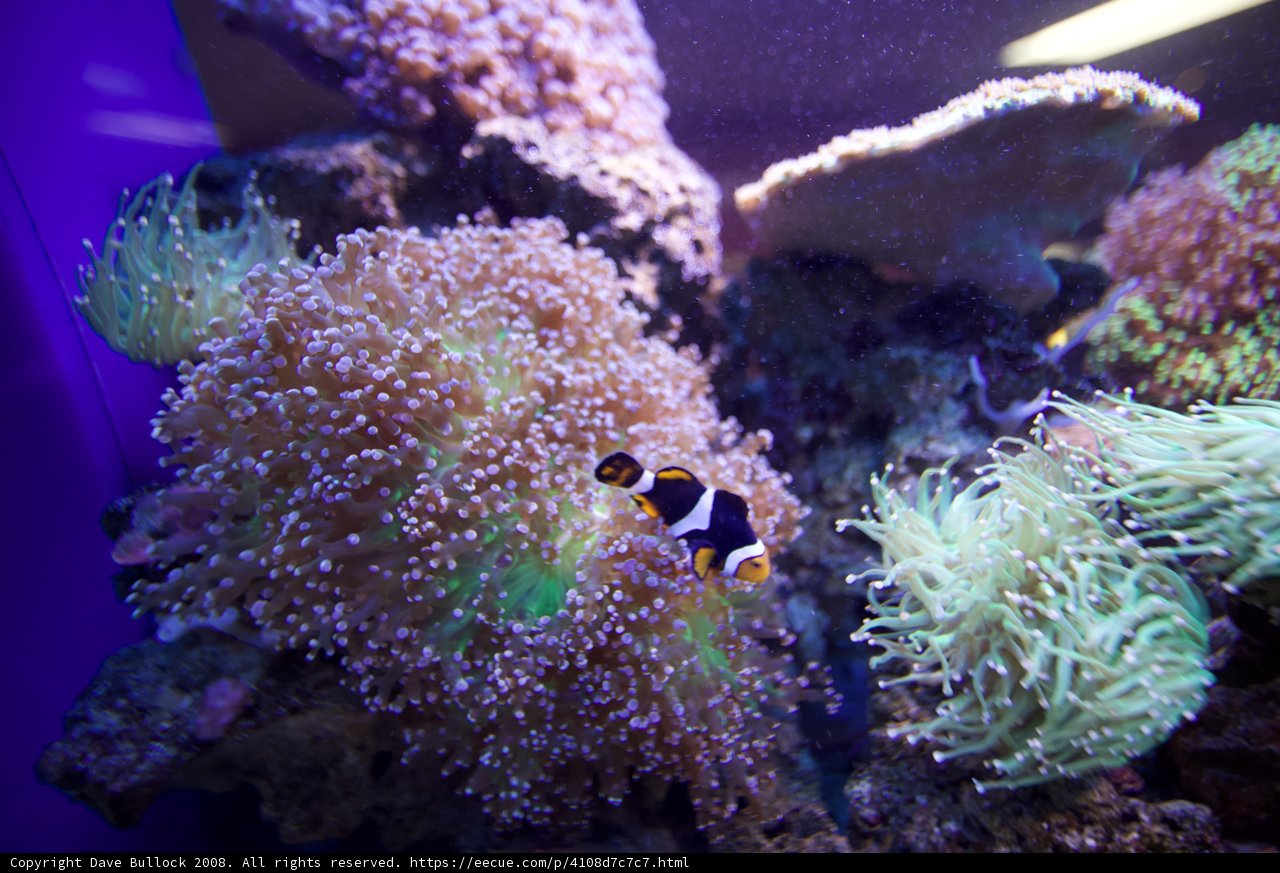Anemone Fish in a Colorful Coral Reef