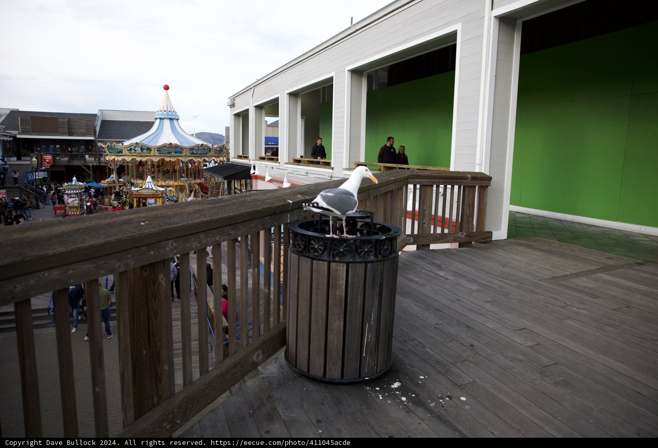 Seagull's Moment on the Boardwalk