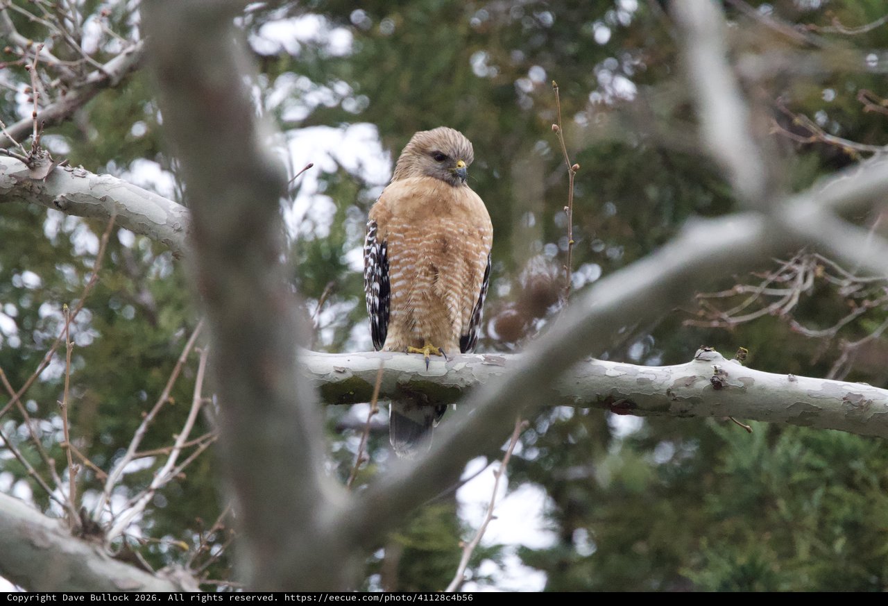 Red-shouldered Hawk Perched on Winter Branch