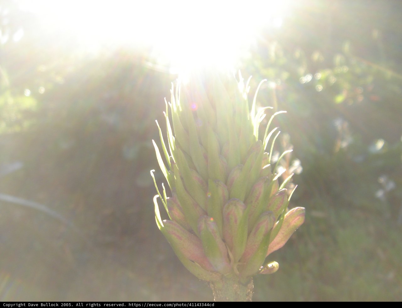 Radiant Bloom