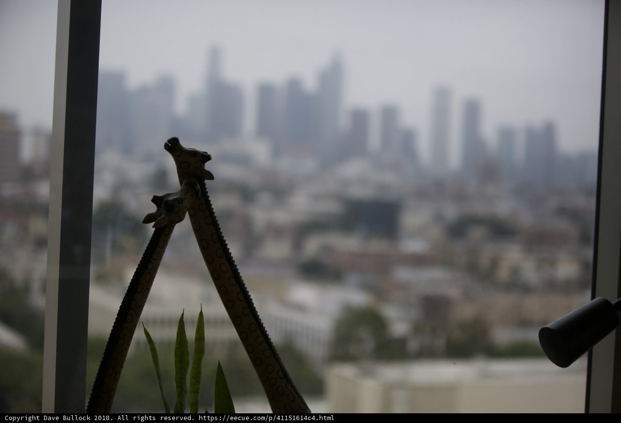 Giraffe in the City