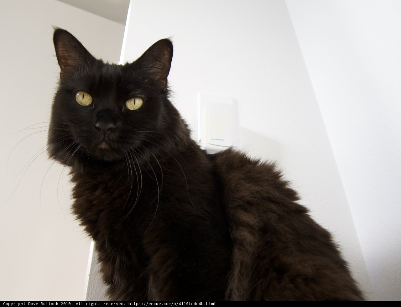 Elegant Feline