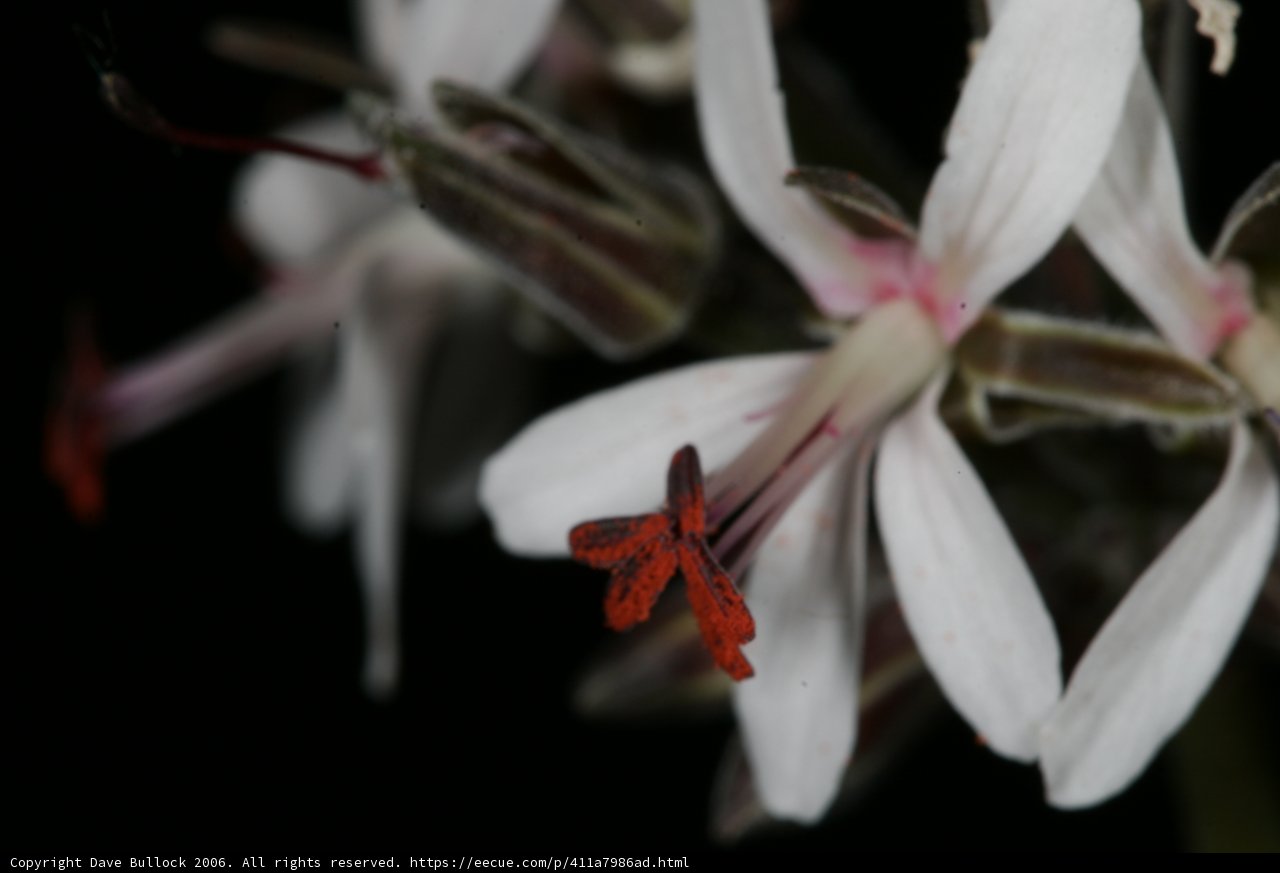 Red and White Petals in Bloom