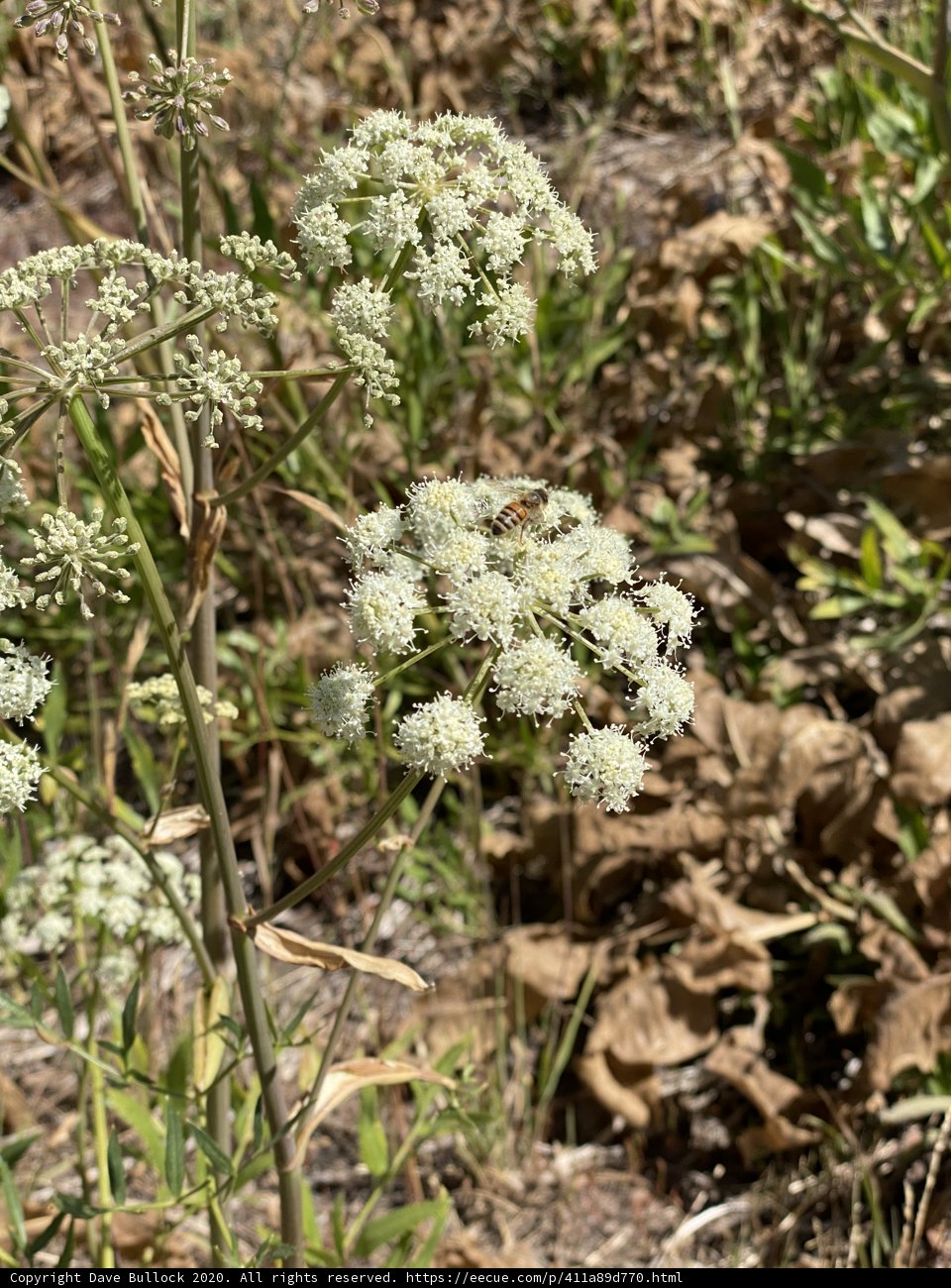 A Blooming Apiaceae in the Fields of Georgetown