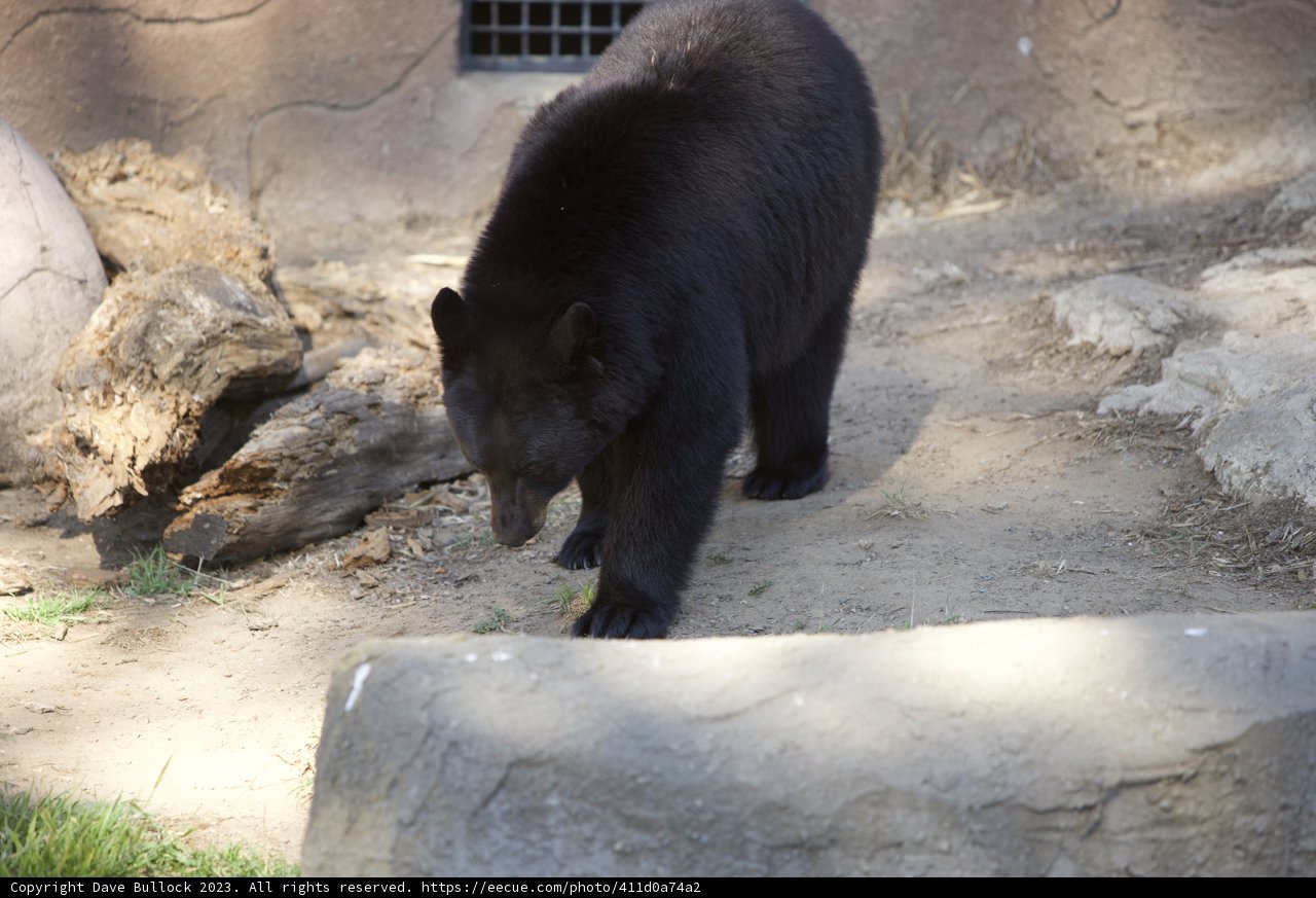 Captivating Stroll of the Black Bear