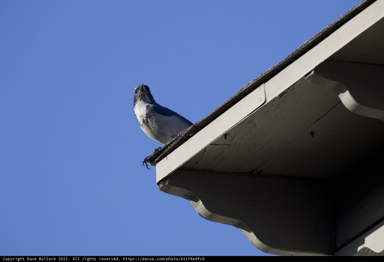 The Bluebird Serenade of El Sereno