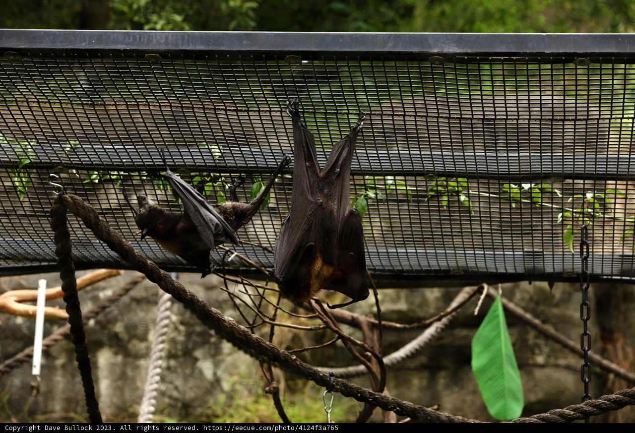 Bats in Repose