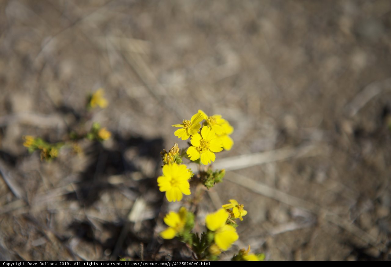 Desert Blooms