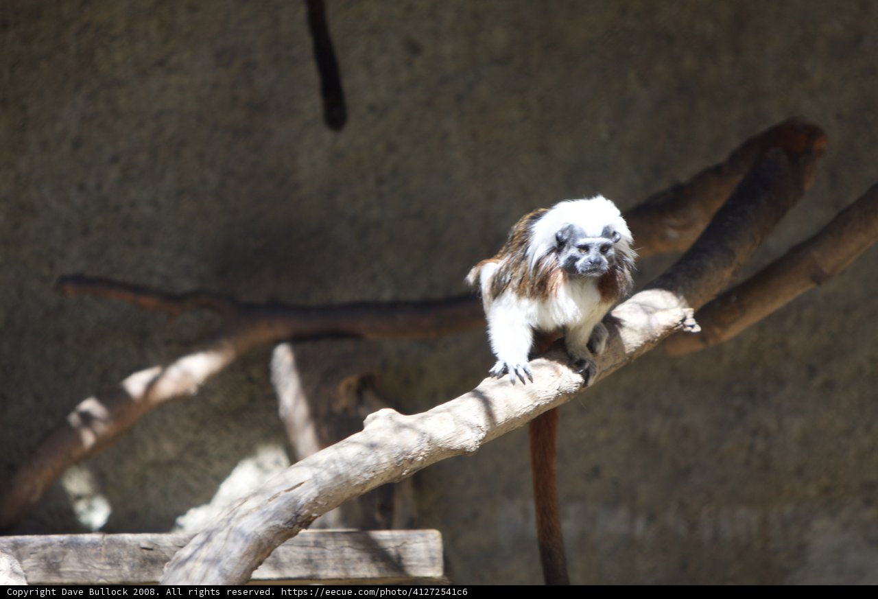 Satisfied Simian on a Wooden Perch