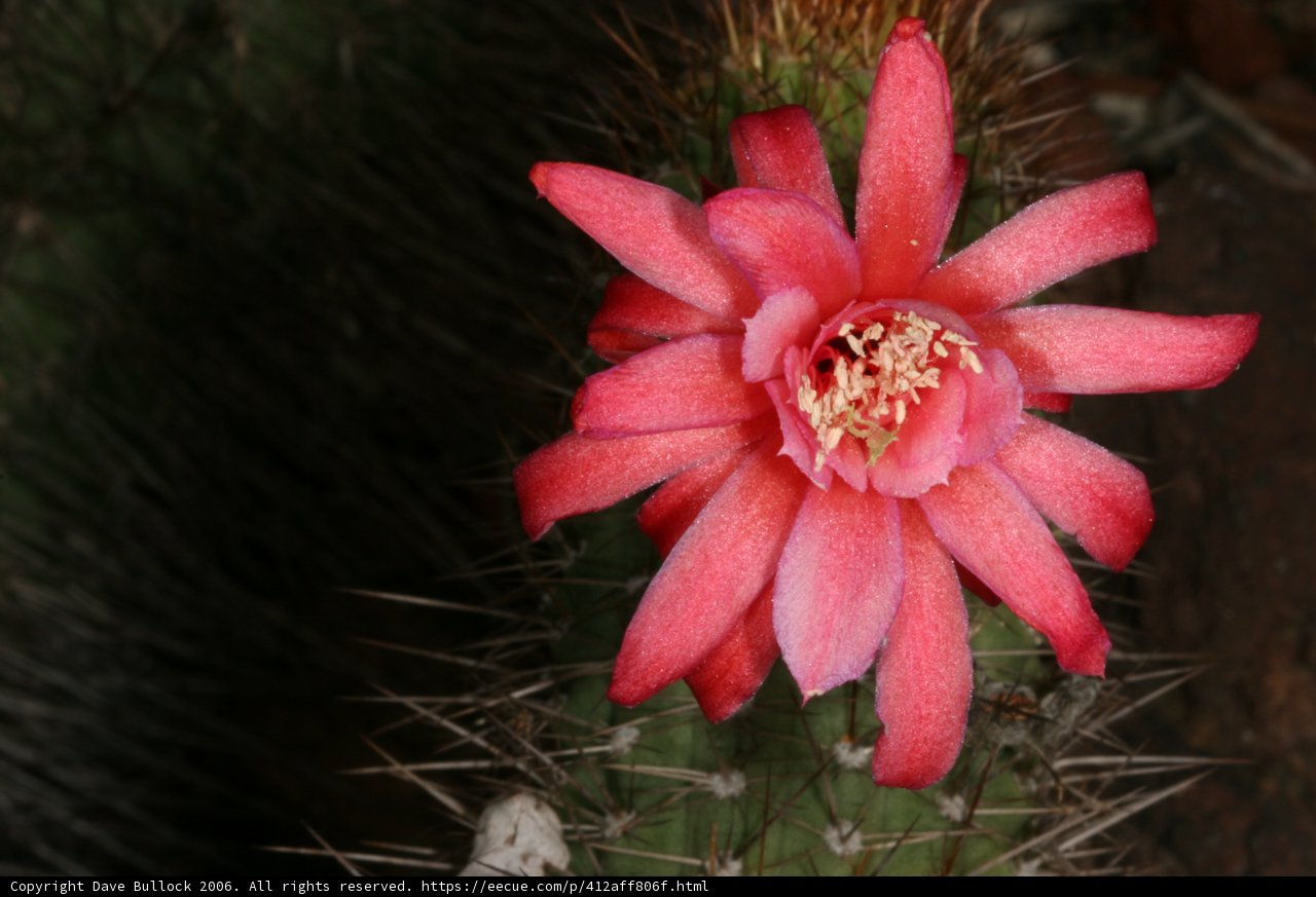Pink Blossom on Prickly Friend
