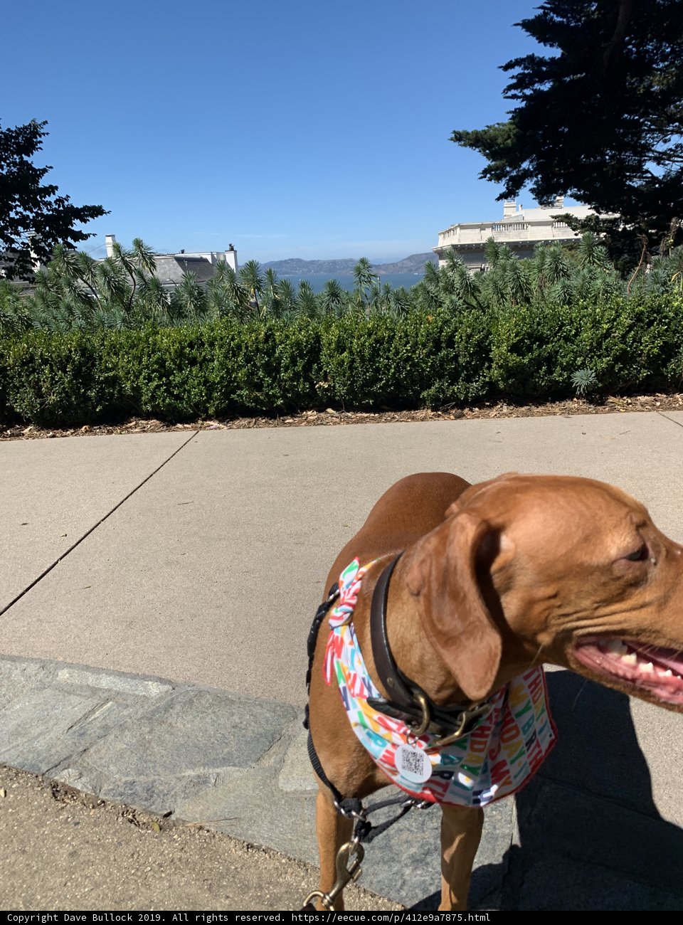 Colorful Bandana Dog