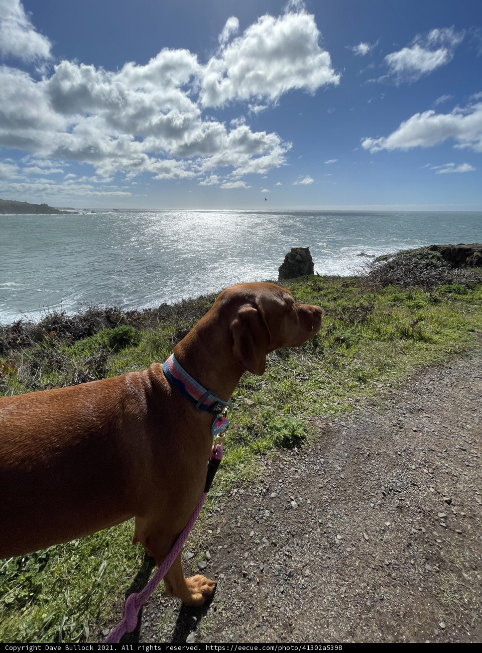 A Dog Contemplating the Sky