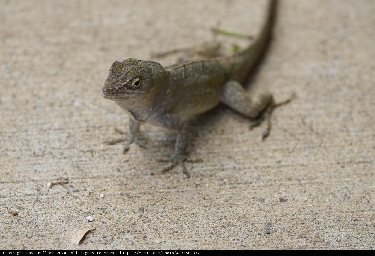 Sunlit Sentinel: A Lizard's Gaze