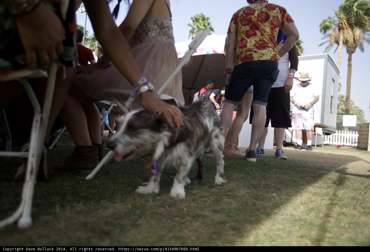 Man and Woman Petting Their Canine Companion
