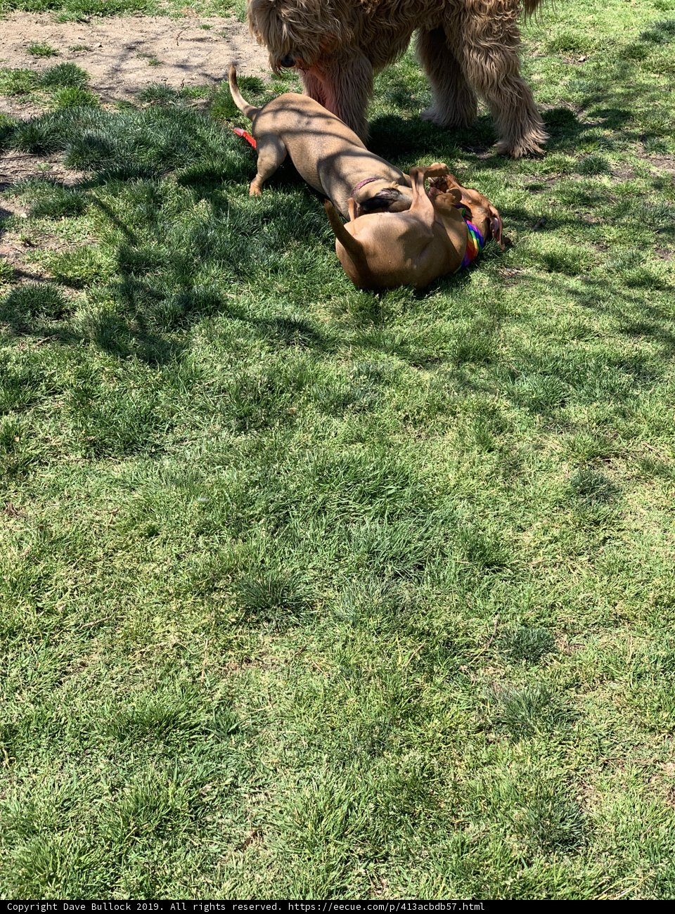 Playful Pups in the Park