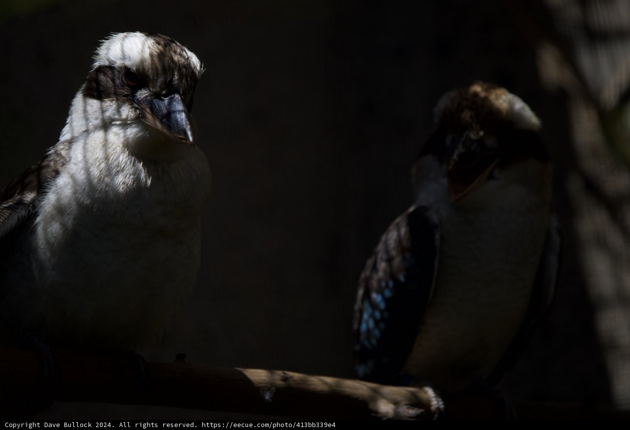 Mysterious Silhouettes: The Avian Observers