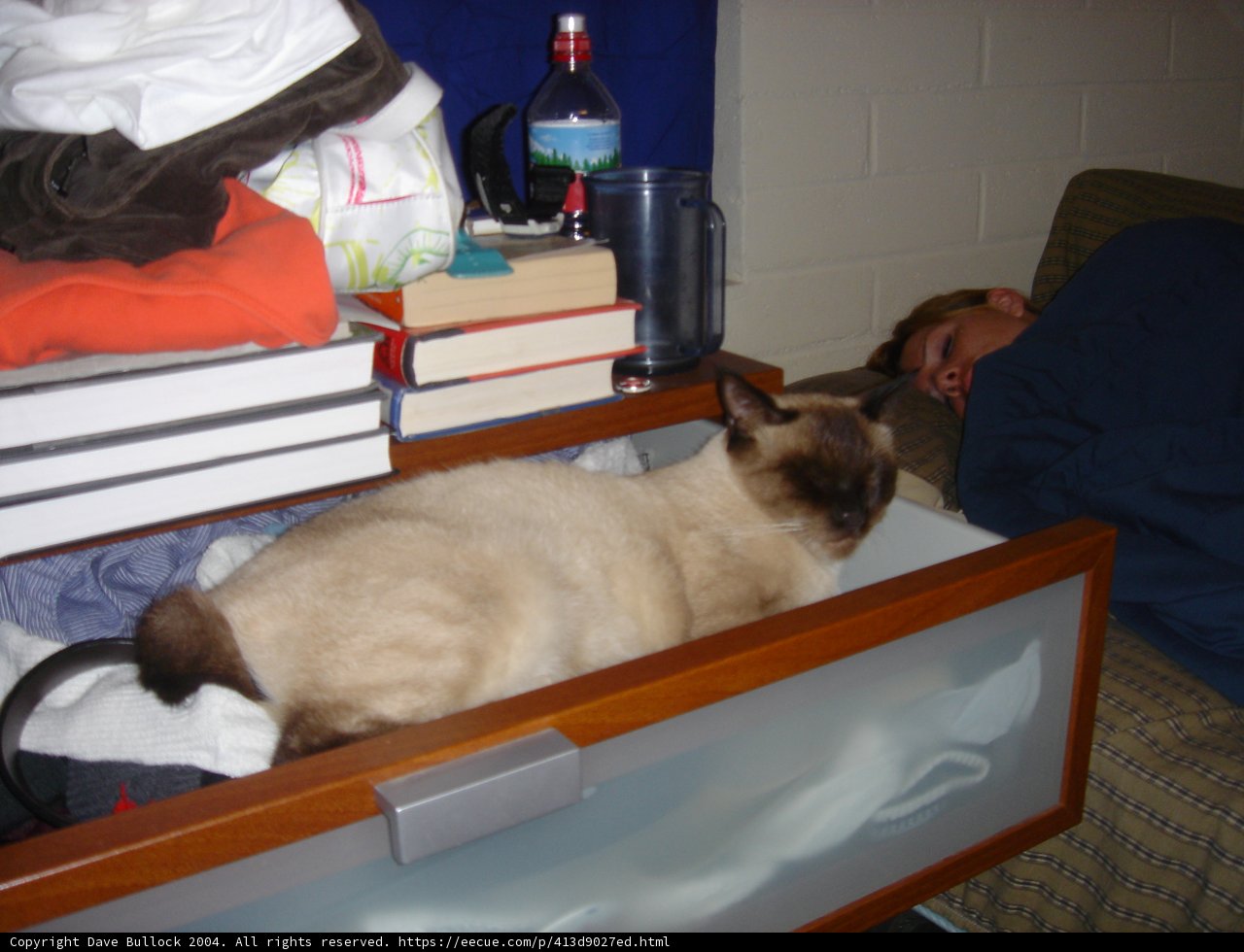 Feline Furniture Frenzy