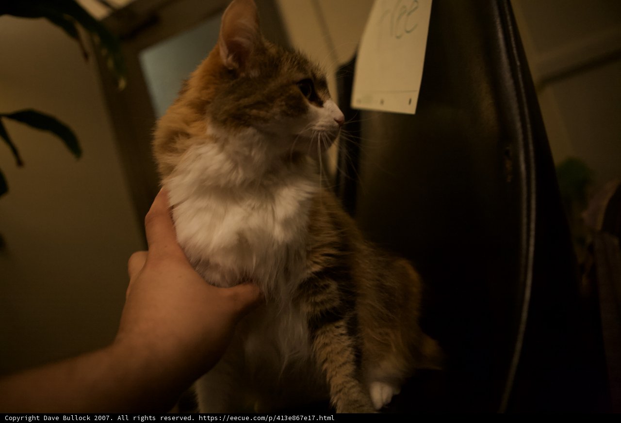 Cozying Up with a Feline Friend
